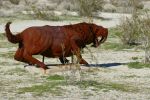 PICTURES/Borrego Springs Sculptures - Bugs, Cats & Birds/t_P1000433.JPG